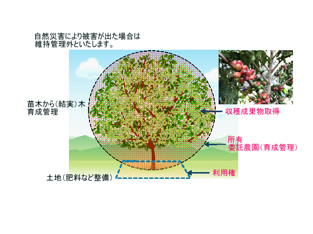 希望の苗を植えよう